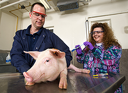 After taking a fecal sample from a pig, microbiologists place the sample into a growth medium for detection of Salmonella: Click here for full photo caption.