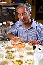 ARS chemist isolates different types of Aspergillus spores in studies to determine how certain pigments are made from the fungi: Click here for full photo caption.