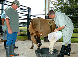 Microbiologist (right) and technician mix in a sodium chlorate compound with this cow’s normal feed to test its effectiveness in reducing Salmonella and Escherichia coli 0157:H7 in the animal’s gastrointestinal tract: Click here for full photo caption.