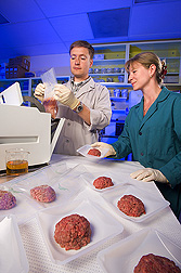 Ground beef samples are prepared for enumeration of bacteria by microbiologists: Click here for full photo caption.