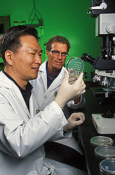 Using high-throughput bioassays, molecular biologist (left) and research leader determine the effects gallic acid has on genes that control aflatoxin production: Click here for full photo caption.