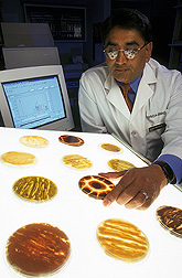 Geneticist examines pigmented mutant strains of aflatoxin-producing fungus: Click here for full photo caption.