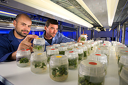Postdoctoral associate (left) and technician evaluate growth of genetically engineered plums in tissue culture: Click here for full photo caption.