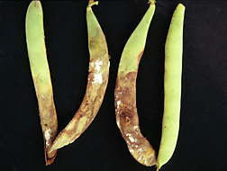 Snap bean pods infected with white mold: Click here for photo caption.