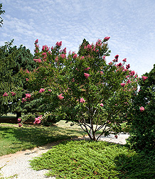 Crapemyrtle, Lagerstroemia, Miami: Click here for photo caption.
