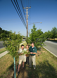 Geneticist (right), horticulturist, and Greenbelt, Maryland, director of public works evaluate a Malus crabapple tree: Click here for full photo caption.