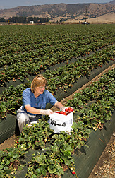Agronomist collects strawberry samples from an IR-4 field plot in Salinas, California: Click here for full photo caption. 