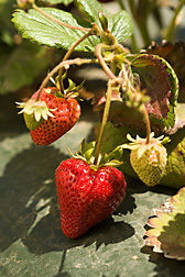 Strawberries from an IR-4 field plot in Salinas, California: Click here for photo caption.