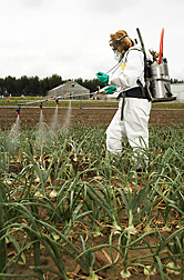 Using a backpack sprayer, agronomist sprays a test substance onto an IR-4 dry bulb onion field plot located in Salinas: Click here for full photo caption.