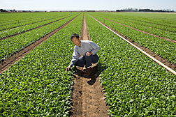 Plant geneticist checks spinach plants for leafminer damage in a grower’s field in Salinas, California: Click here for full photo caption.