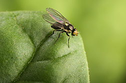 Close-up of an adult leafminer (Liriomyza langei) on a spinach leaf. An adult leafminer is a fly: Click here for photo caption.