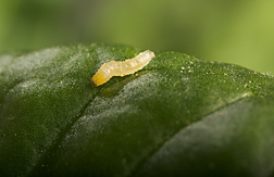 Close-up of a leafminer larva (Liriomyza langei) on a spinach leaf: Click here for photo caption.
