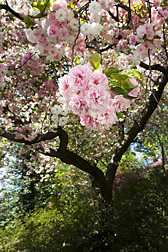 Cherry tree, Prunus serrulata, unknown cultivar: Click here for photo caption.