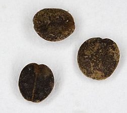 Seeds of Cuphea, one of many oil-producing crops being evaluated for its bioenergy potential: Click here for photo caption.