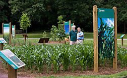 Corn growing in the Power Plants exhibit at the U.S. National Arboretum: Click here for full photo caption.