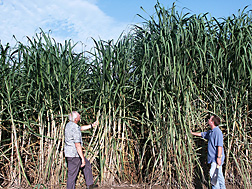 Geneticist (left) compares a leading sugarcane variety (known as “L 99-233”) to the newly released high-fiber sugarcane variety (called “Ho 00-961”) being held by agronomist: Click here for full photo caption.