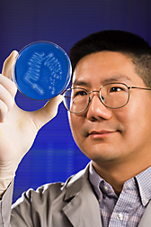 Chemist inspects a petri dish containing xylan, a component of the hemicellulose in plant cell walls: Click here for full photo caption.