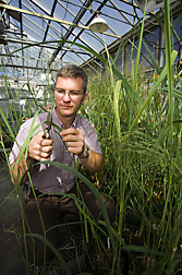 Molecular biologist samples switchgrass plants for later extraction of DNA: Click here for full photo caption.