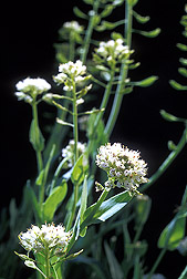 Alpine pennycress: Click here for photo caption.
