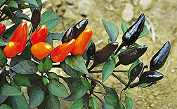 Pepper Jack ornamental pepper: Click here for photo caption.