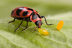 Adult spotted pink lady beetles, Coleomegilla maculata, are common native predators of Colorado potato beetle eggs: Click here for photo caption.