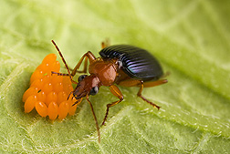 Adults of the native carabid beetle, Lebia grandis, are voracious predators of Colorado potato beetle eggs and larvae: Click here for photo caption.