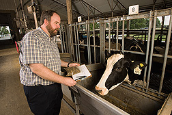Geneticist obtains a feed sample for a study of feed efficiency in a Beltsville dairy herd: Click here for full photo caption.