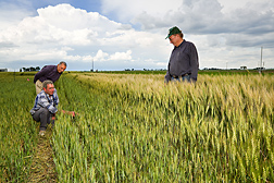 ARS agricultural engineers evaluate the distinct differences in wheat growth at full irrigation (right side) and 40 percent of full irrigation: Click here for full photo caption.
