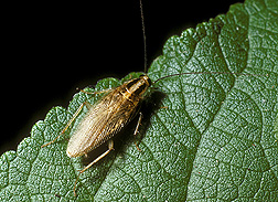 Asian cockroach, Blattella asahinai, is a nocturnal predator of lepidopteran eggs: Click here for photo caption.