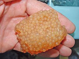 Healthy catfish eggs treated with copper sulfate: Click here for photo caption.
