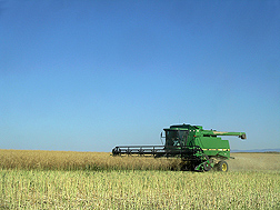 Winter canola being harvested in north-central Washington: Click here for photo caption.