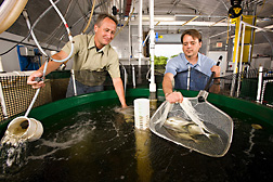 ARS agricultural engineer (left) and ARS technician observe growth of Florida pompano and adjust dissolved oxygen inflow in a multiple-tank hatchery system: Click here for full photo caption.