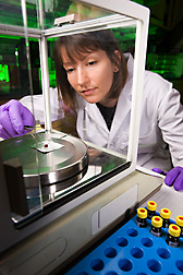 Graduate student weighs liver tissue before analyzing it for lipid content: Click here for full photo caption.