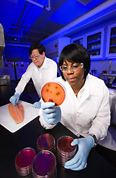 Food technologist and technician study the effect of smoking temperature on survival of Listeria monocytogenes on smoked salmon: Click here for full photo caption.