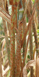 Ug99-infected wheat at a nursery in Njoro, Kenya: Click here for photo caption.