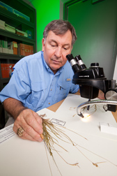 In Stoneville, Mississippi, botanist Charles Bryson uses a dissecting microscope and some herbarium specimens to identify the blue sedge, Carex breviculmis, discovered at a cemetery in Meridian, Mississippi: Click here for photo caption.