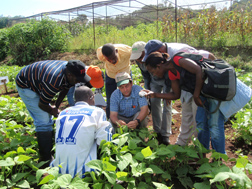 At the Instituto de Investigacao Agronomica in Angola, Africa, ARS geneticist Timothy Porch (center) shows a group of technical staff and students how to hybridize common bean for improvement of resistance to common bacterial blight and angular leaf spot: Click here for photo caption.