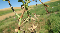 Stem lesions on chickpea caused by the fungus Ascochyta rabiei: Click here for photo caption.
