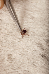 Dermacentor variabilis tick on a horse: Click here for full photo caption.