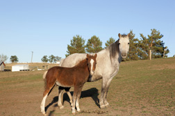 Mare and her foal, part of the research horse herd: Click here for full photo caption.