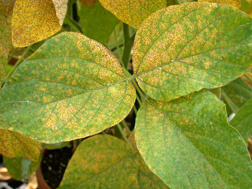 Soybean leaves infected with soybean rust: Click here for full photo caption.