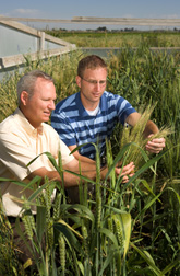 Plant pathologist Mike Bonman (left) and molecular biologist Eric Jackson examine wheat plants from the National Small Grains Collection in a stem rust screening plot at Aberdeen, Idaho: Click here for photo caption.