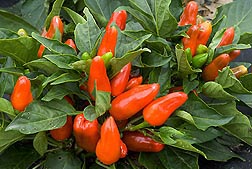 Tangerine Dream--a sweet, edible, ornamental pepper: Click here for photo caption.