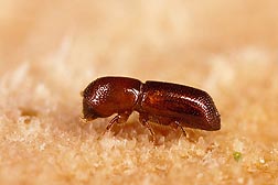 Female redbay ambrosia beetle, Xyleborus glabratus (about 2 mm long): Click here for photo caption.