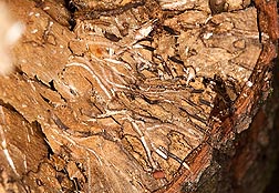A cross section of a swampbay tree trunk shows the redbay ambrosia beetle's galleries (white lines) that are filled with the fungus Raffaelea lauricola, the cause of laurel wilt disease: Click here for photo caption.