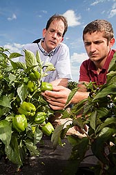 Geneticist John Stommel (left) and technician Mikhail Kozlov examine miniature bell peppers: Click here for full photo caption.