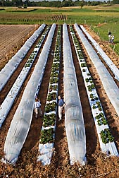 Low tunnels can extend the strawberry growing season and allow ARS scientists to develop cultivars that produce fruit over several months: Click here for photo caption.