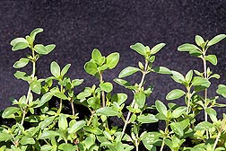 The popular herb thyme: Click here for full photo caption.
