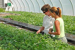 ARS plant geneticist Kathy Haynes (left) and University of Maine collaborator Sue Ballou inspect seedling generations arranged by carotenoid content: Click here for photo caption.