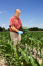 Plant pathologist Hamed Abbas applies the nontoxigenic Aspergillus flavus formulated in bioplastic granules to knee-high corn: Click here for photo caption.
